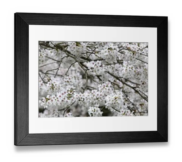 Framed Print : Cherry blossoms, Germany Framed Print : Cherry blossoms, Germany