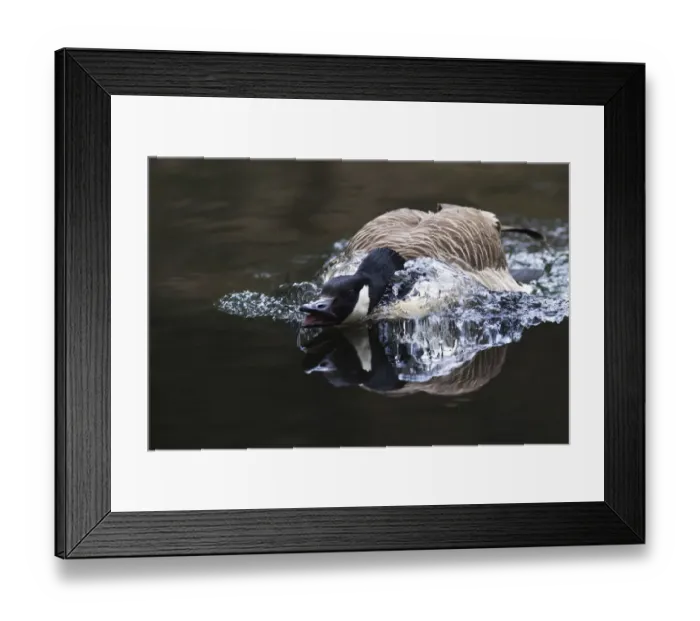 Framed Print : Canada Goose -Branta canadensis- displaying threatening behavior, Naturpark Arnsberger Wald, Sauerland, North Rhine-Westphalia, Germany Framed Print : Canada Goose -Branta canadensis- displaying threatening behavior, Naturpark Arnsberger Wald, Sauerland, North Rhine-Westphalia, Germany
