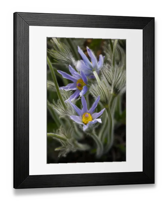 Framed Print : Pasque Flower or Pasqueflower -Pulsatilla vulgaris-, flowering, Stuttgart, Baden-Wurttemberg, Germany Framed Print : Pasque Flower or Pasqueflower -Pulsatilla vulgaris-, flowering, Stuttgart, Baden-Wurttemberg, Germany