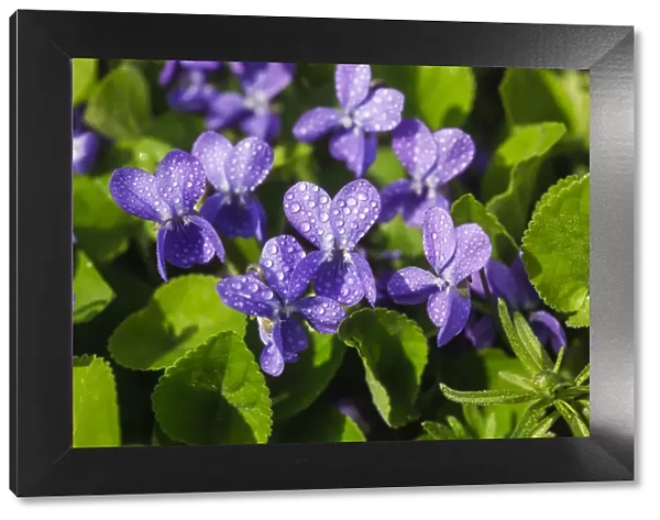Wood Violet, Sweet Violet or Garden Violet -Viola odorata-, flowering, Germany