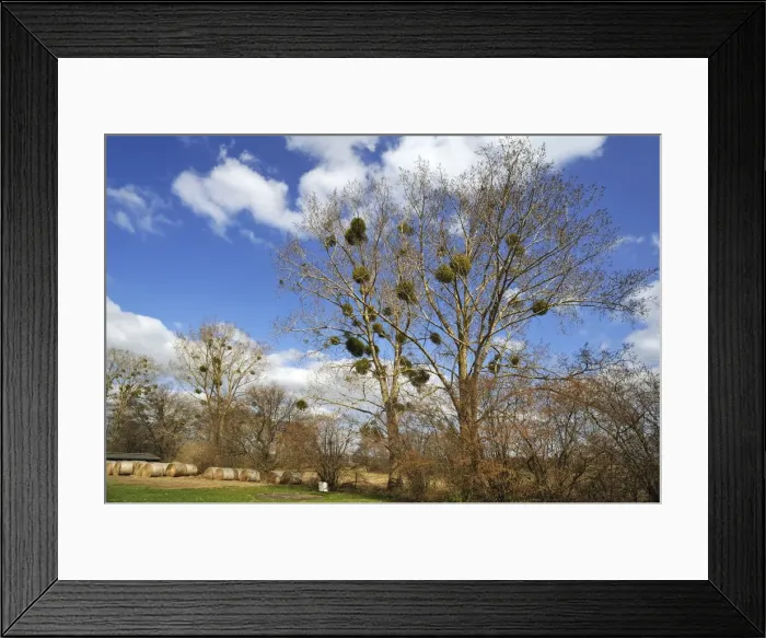 Framed Print : Mistletoe -Viscum album- growing in Poplar Trees -Populus-, Dahmen, Mecklenburgische Seenplatte, Mecklenburg-Vorpommern, Germany Framed Print : Mistletoe -Viscum album- growing in Poplar Trees -Populus-, Dahmen, Mecklenburgische Seenplatte, Mecklenburg-Vorpommern, Germany