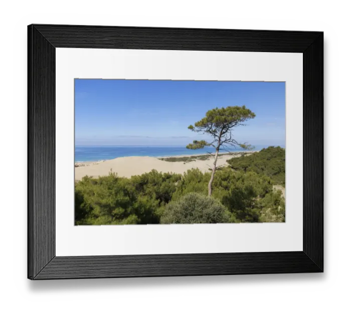 Framed Print : Pine tree on sand dunes, Lycian coast, Gelemis, Mediterranean Region, Turkey Framed Print : Pine tree on sand dunes, Lycian coast, Gelemis, Mediterranean Region, Turkey