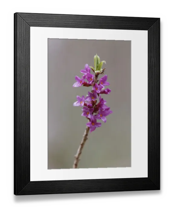 Framed Print : Flowering Mezereon -Daphne mezereum- Framed Print : Flowering Mezereon -Daphne mezereum-