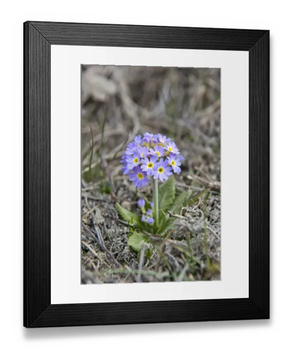 Framed Print : Primrose -Primula-, Upper Mustang, Lo, Nepal