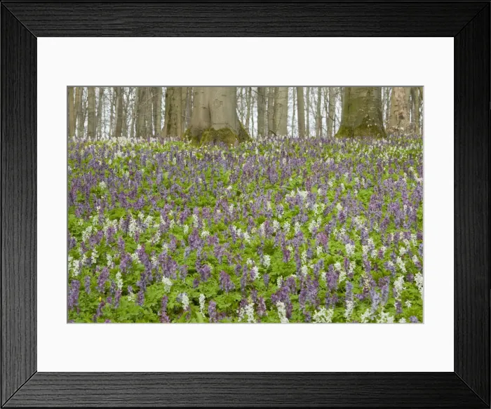 Framed Print : Hollow larkspur -Corydalis cava-, blooming, Hainich National Park, Thuringia, Germany Framed Print : Hollow larkspur -Corydalis cava-, blooming, Hainich National Park, Thuringia, Germany
