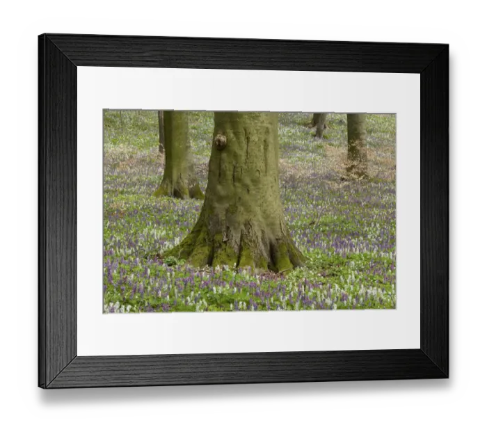 Framed Print : Base of the trunk of a beech -Fagus sylvatica- and flowering Hollow Larkspur -Corydalis cava-, Hainich National Park, Thuringia, Germany, Europe Framed Print : Base of the trunk of a beech -Fagus sylvatica- and flowering Hollow Larkspur -Corydalis cava-, Hainich National Park, Thuringia, Germany, Europe