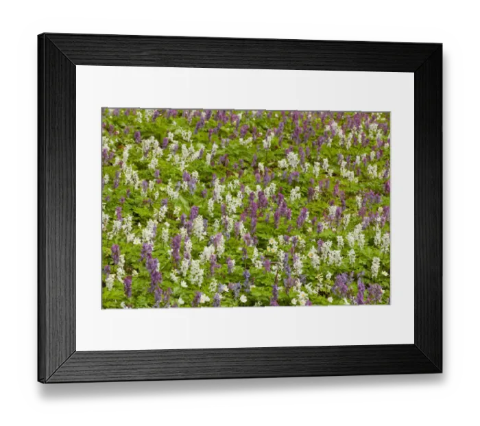 Framed Print : Hollow larkspur -Corydalis cava-, blooming, Hainich National Park, Thuringia, Germany Framed Print : Hollow larkspur -Corydalis cava-, blooming, Hainich National Park, Thuringia, Germany