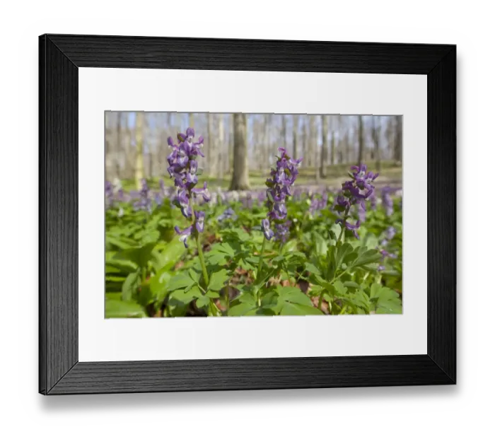 Framed Print : Hollow larkspur -Corydalis cava-, blooming, Hainich National Park, Thuringia, Germany Framed Print : Hollow larkspur -Corydalis cava-, blooming, Hainich National Park, Thuringia, Germany