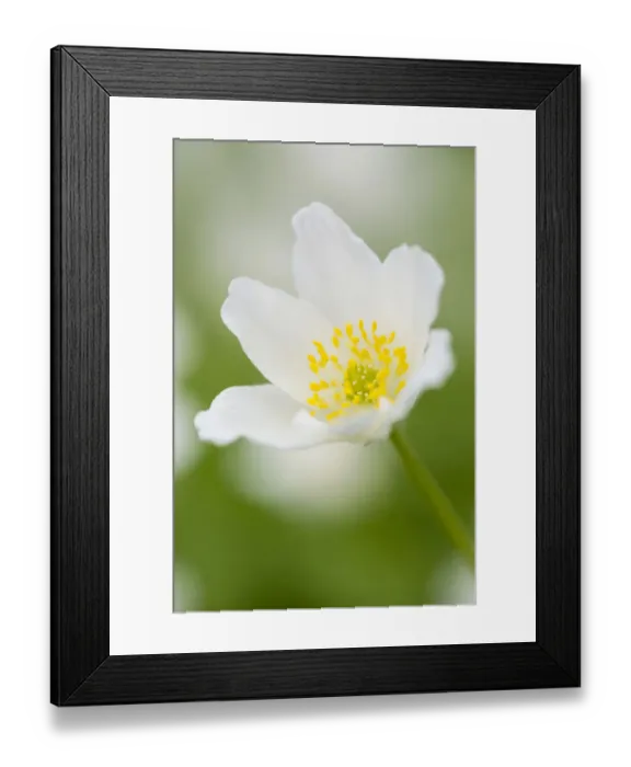 Framed Print : Wood Anemone -Anemone nemorosa-, Hesse, Germany