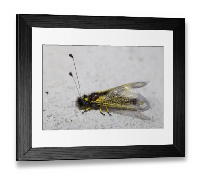 Framed Print : Owlfly -Libelloides sp-, Lycia, Turkey Framed Print : Owlfly -Libelloides sp-, Lycia, Turkey