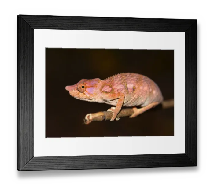 Framed Print : Rhinoceros Chameleon -Furcifer rhinoceratus-, Ankarafantsika, West-Madagaskar, Madagascar Framed Print : Rhinoceros Chameleon -Furcifer rhinoceratus-, Ankarafantsika, West-Madagaskar, Madagascar