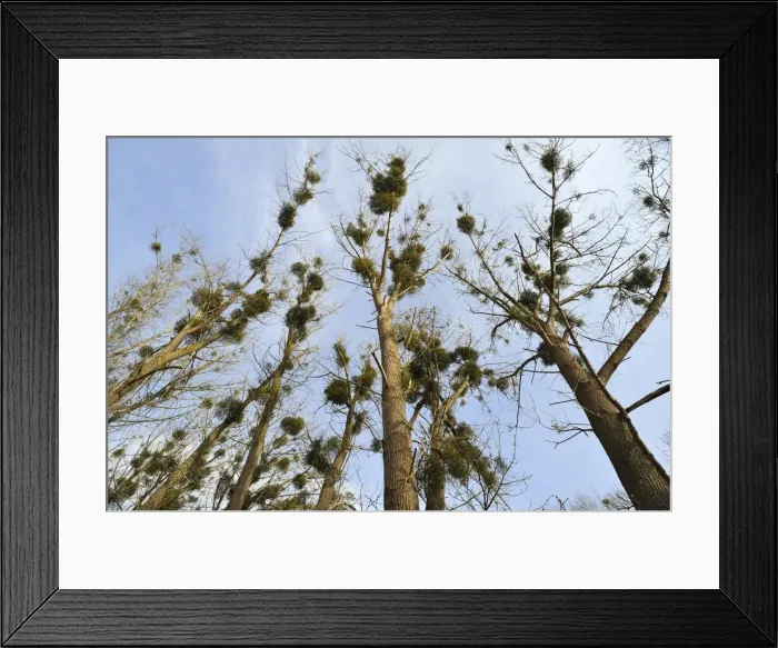Framed Print : Mistletoe -Viscum album- growing in Poplar Trees -Populus-, Dahmen, Mecklenburgische Seenplatte, Mecklenburg-Vorpommern, Germany Framed Print : Mistletoe -Viscum album- growing in Poplar Trees -Populus-, Dahmen, Mecklenburgische Seenplatte, Mecklenburg-Vorpommern, Germany