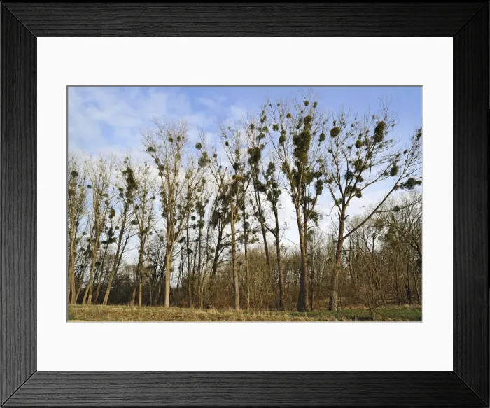 Framed Print : Mistletoe -Viscum album- growing in Poplar Trees -Populus-, Dahmen, Mecklenburgische Seenplatte, Mecklenburg-Vorpommern, Germany Framed Print : Mistletoe -Viscum album- growing in Poplar Trees -Populus-, Dahmen, Mecklenburgische Seenplatte, Mecklenburg-Vorpommern, Germany