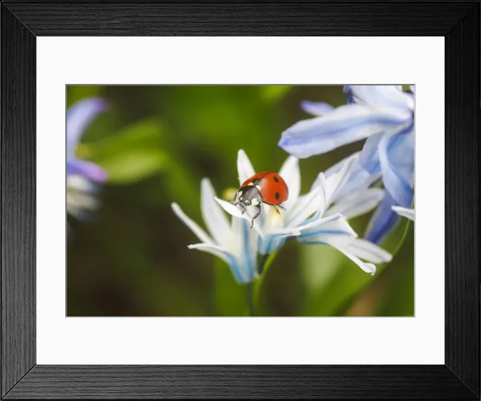 Framed Print : Seven-spot Ladybird -Coccinella septempunctata- in a garden, Stuttgart, Baden-Wurttemberg, Germany