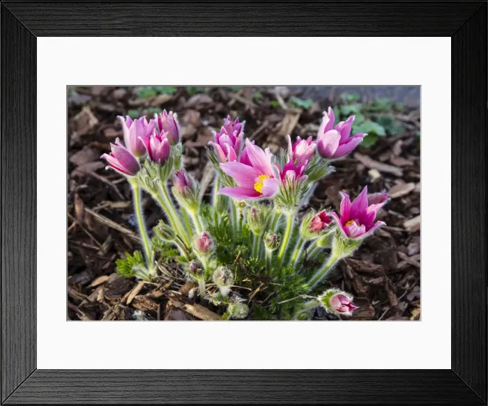 Framed Print : Common Pasque Flower -Pulsatilla vulgaris-, Hesse, Germany Framed Print : Common Pasque Flower -Pulsatilla vulgaris-, Hesse, Germany