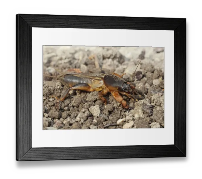 Framed Print : European Mole Cricket -Gryllotalpa gryllotalpa-, cleans one of its long feelers, Allgau, Bavaria, Germany Framed Print : European Mole Cricket -Gryllotalpa gryllotalpa-, cleans one of its long feelers, Allgau, Bavaria, Germany