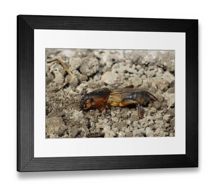 Framed Print : European Mole Cricket -Gryllotalpa gryllotalpa-, Allgau, Bavaria, Germany Framed Print : European Mole Cricket -Gryllotalpa gryllotalpa-, Allgau, Bavaria, Germany