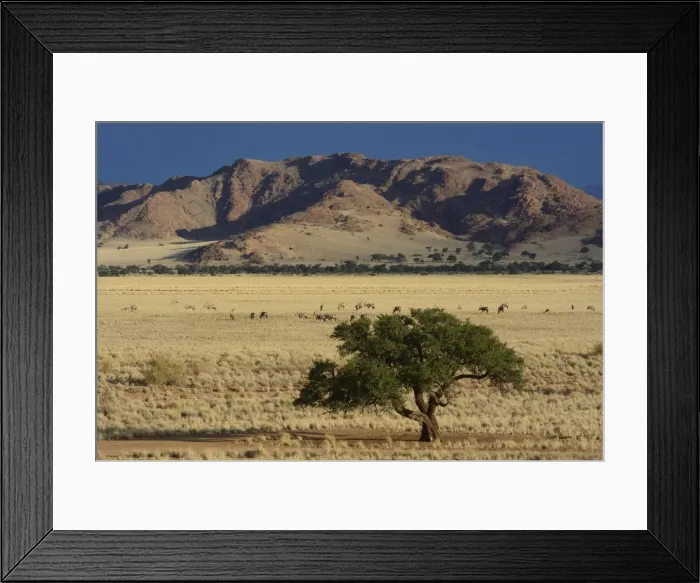 Framed Print : Oryx antilopes -Oryx- grazing in a steppe landscape or veldt, Namib, Hardap Region, Namibia