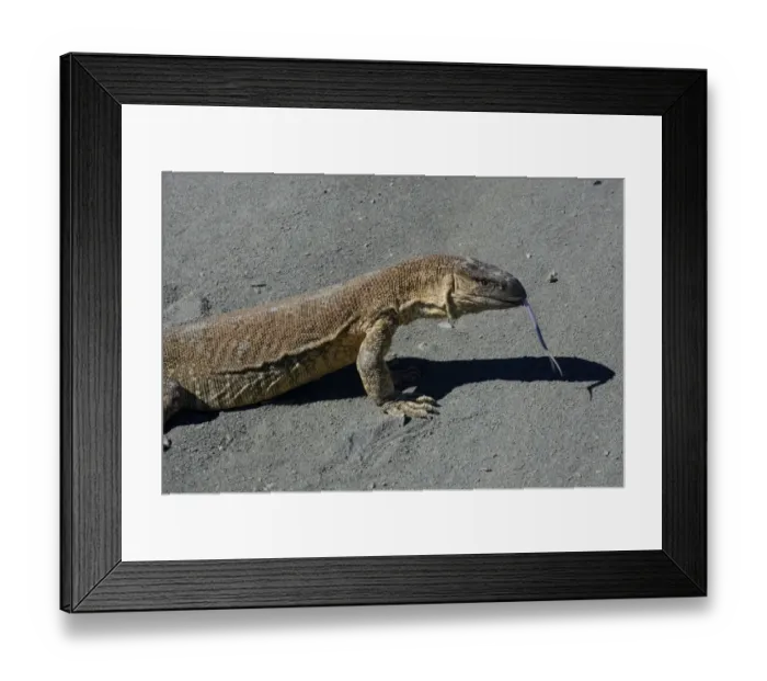 Framed Print : Rock Monitor -Varanus albigularis-, Karas Region, Namibia Framed Print : Rock Monitor -Varanus albigularis-, Karas Region, Namibia