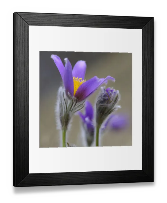 Framed Print : Pasque Flower -Pulsatilla vulgaris-, group of flowers, Biosphere Reserve Swabian Alb, Baden-Wurttemberg, Germany