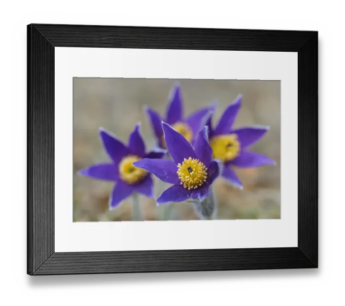 Framed Print : Pasque Flower -Pulsatilla vulgaris-, group of flowers, Biosphere Reserve Swabian Alb, Baden-Wurttemberg, Germany Framed Print : Pasque Flower -Pulsatilla vulgaris-, group of flowers, Biosphere Reserve Swabian Alb, Baden-Wurttemberg, Germany