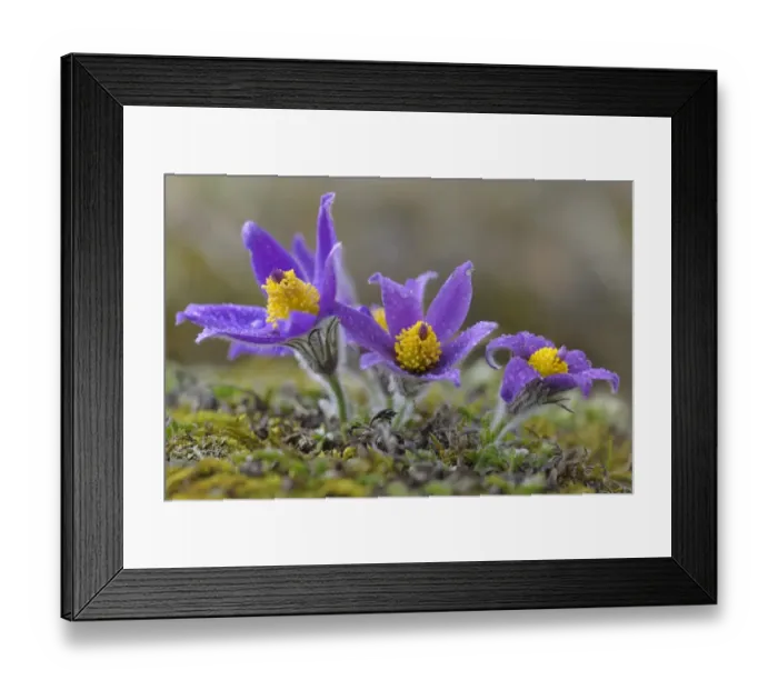 Framed Print : Pasque Flower -Pulsatilla vulgaris- flowers covered in water drops, Biosphere Reserve Swabian Alb, Baden-Wurttemberg, Germany