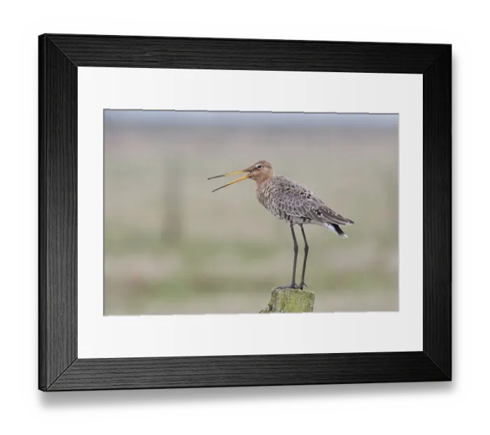 Framed Print : Black-tailed Godwit -Limosa limosa- standing on a wooden pole, Texel, West Frisian Islands, province of North Holland, The Netherlands