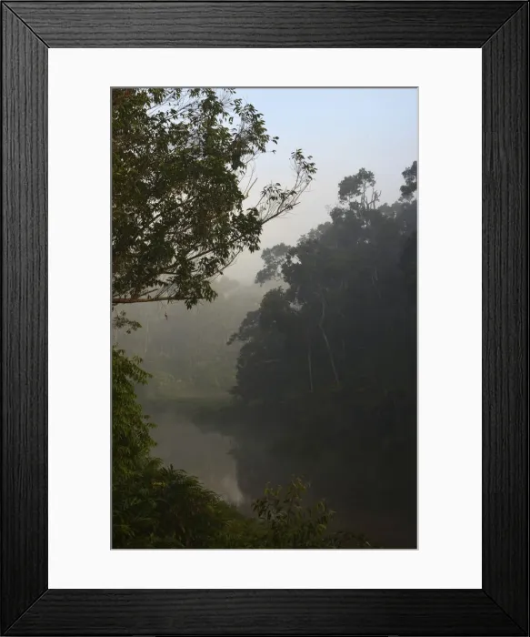 Framed Print : Cloud Forest, Analamazaotra National Park, Andasibe, Madagascar Framed Print : Cloud Forest, Analamazaotra National Park, Andasibe, Madagascar