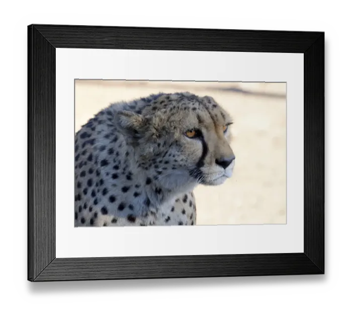 Framed Print : Cheetah -Acinonyx jubatus-, portrait, Karas Region, Namibia Framed Print : Cheetah -Acinonyx jubatus-, portrait, Karas Region, Namibia