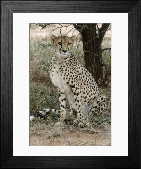 Framed Print : Cheetah -Acinonyx jubatus-, Karas Region, Namibia Framed Print : Cheetah -Acinonyx jubatus-, Karas Region, Namibia