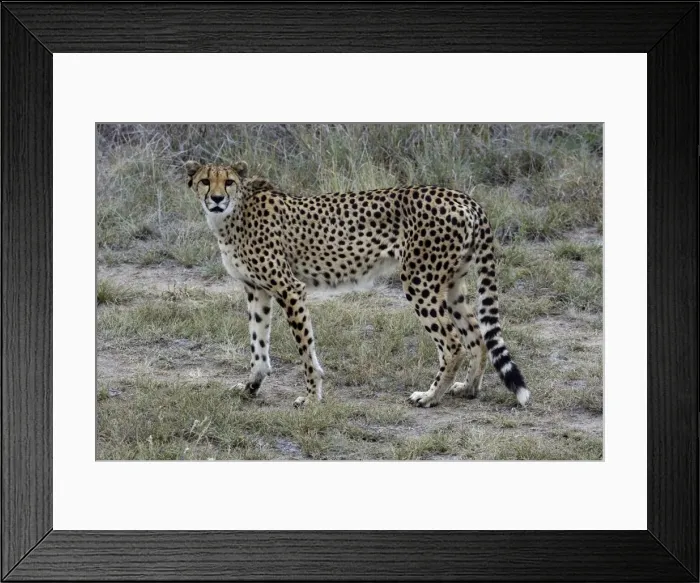 Framed Print : Cheetah -Acinonyx jubatus-, Karas Region, Namibia Framed Print : Cheetah -Acinonyx jubatus-, Karas Region, Namibia