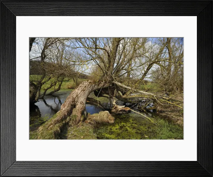 Framed Print : Old willow trees -Salix- at a dead ice kettle hole, near Othenstorf, Mecklenburg-Western Pomerania, Germany Framed Print : Old willow trees -Salix- at a dead ice kettle hole, near Othenstorf, Mecklenburg-Western Pomerania, Germany