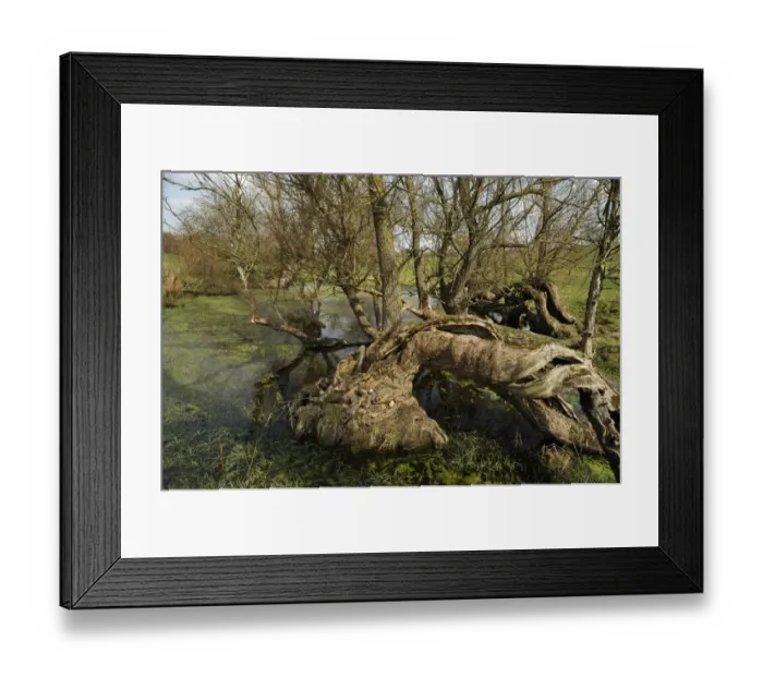 Framed Print : Old willow trees -Salix- at a dead ice kettle hole, near Othenstorf, Mecklenburg-Western Pomerania, Germany Framed Print : Old willow trees -Salix- at a dead ice kettle hole, near Othenstorf, Mecklenburg-Western Pomerania, Germany