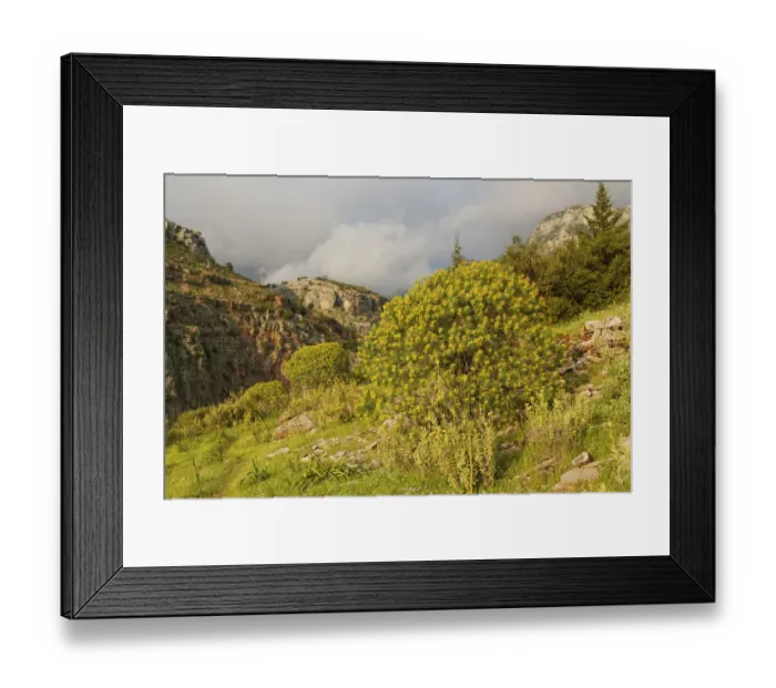 Framed Print : Tree Spurge -Euphorbia dendroides- growing in Butterfly Valley or Kelebek Vadisi, Lycian coast, near Faralya, Mugla Province, Aegean region, Turkey