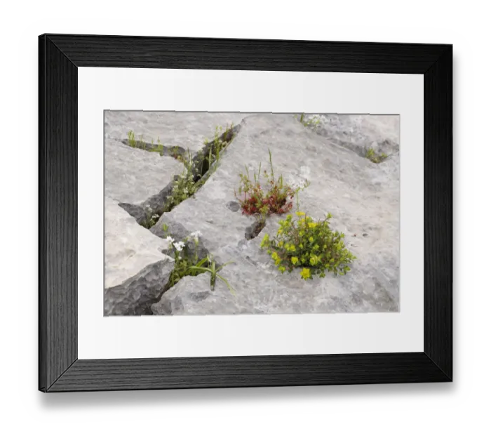 Framed Print : Flowers growing in crevices, Oludeniz, Mugla Province, Aegean region, Turkey Framed Print : Flowers growing in crevices, Oludeniz, Mugla Province, Aegean region, Turkey
