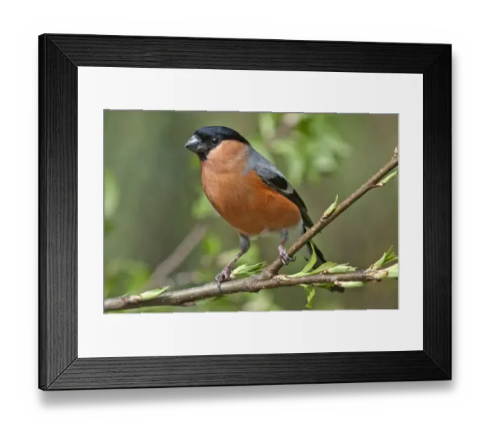 Framed Print : Bullfinch -Pyrrhula pyrrhula-, male perched on branch, Untergroningen, Abtsgmuend, Baden-Wurttemberg, Germany Framed Print : Bullfinch -Pyrrhula pyrrhula-, male perched on branch, Untergroningen, Abtsgmuend, Baden-Wurttemberg, Germany