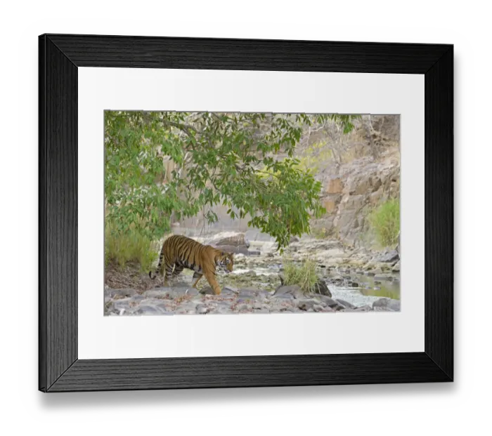 Framed Print : Bengal Tiger -Panthera tigris tigris- in a dry valley, Ranthambhore National Park, Sawai Madhopur, India Framed Print : Bengal Tiger -Panthera tigris tigris- in a dry valley, Ranthambhore National Park, Sawai Madhopur, India