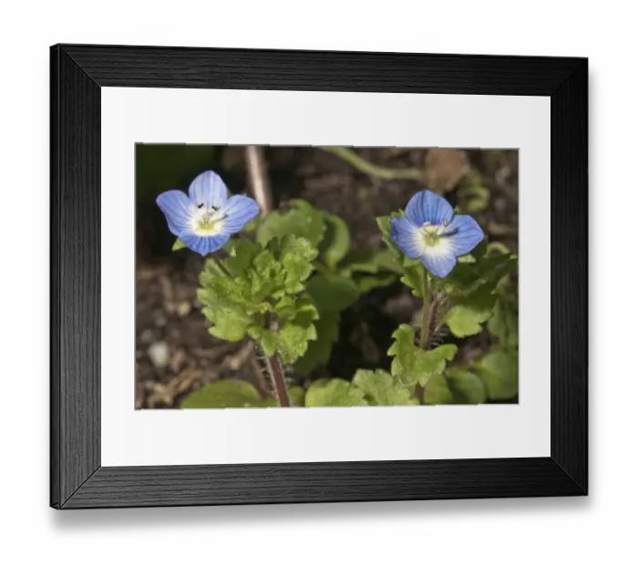 Framed Print : Flowering Germander Speedwell or Bird s-eye Speedwell -Veronica chamaedrys-, Untergroningen, Abtsgmuend, Baden-Wurttemberg, Germany Framed Print : Flowering Germander Speedwell or Bird s-eye Speedwell -Veronica chamaedrys-, Untergroningen, Abtsgmuend, Baden-Wurttemberg, Germany
