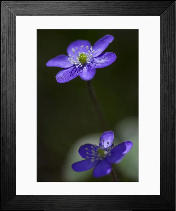 Framed Print : Hepatica or Liverwort -Hepatica nobilis-, Aragon, Spain Framed Print : Hepatica or Liverwort -Hepatica nobilis-, Aragon, Spain