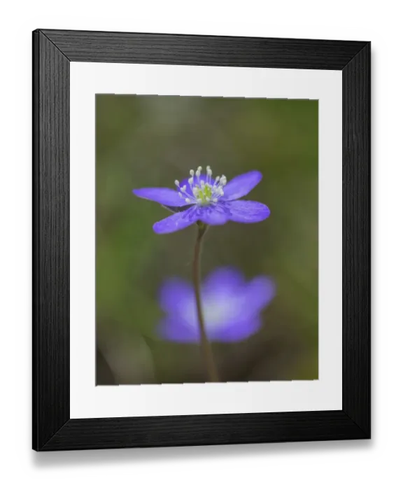 Framed Print : Hepatica or Liverwort -Hepatica nobilis-, Aragon, Spain Framed Print : Hepatica or Liverwort -Hepatica nobilis-, Aragon, Spain
