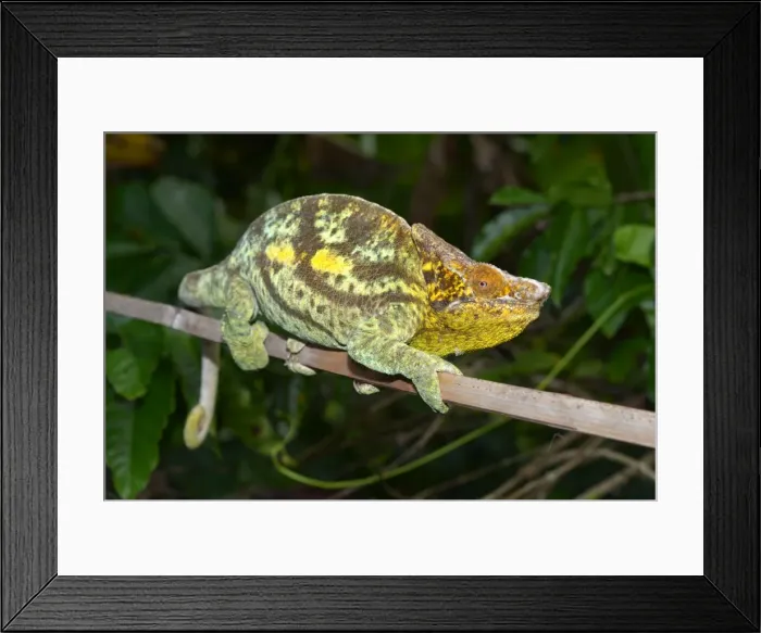 Framed Print : Parsons Giant Chameleon -Calumma parsonii parsonii-, Voimana, Ost-Madagaskar, Madagascar Framed Print : Parsons Giant Chameleon -Calumma parsonii parsonii-, Voimana, Ost-Madagaskar, Madagascar