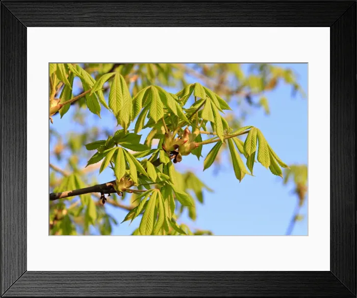 Framed Print : Horse Chestnut -Aesculus hippocastanum-, foliation, Slavonia, Croatia Framed Print : Horse Chestnut -Aesculus hippocastanum-, foliation, Slavonia, Croatia