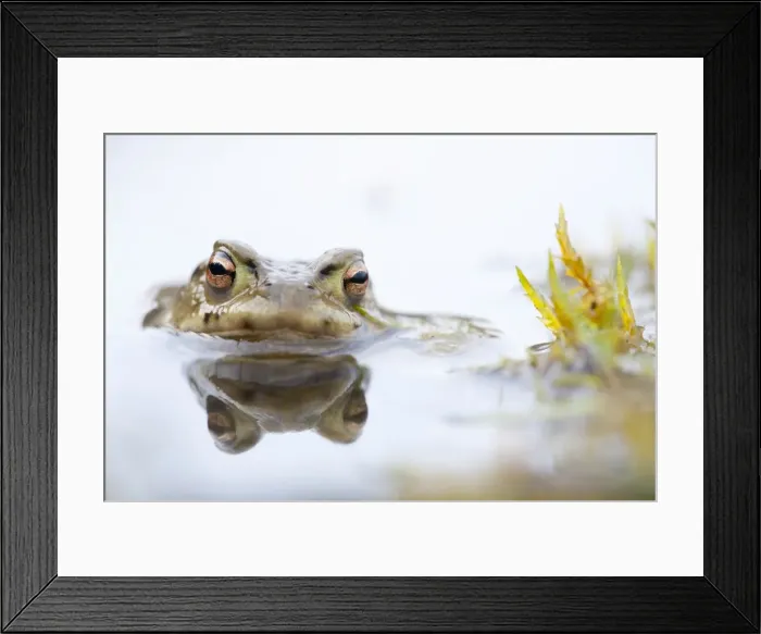 Framed Print : Common Toad -Bufo bufo-, Southern Germany, Germany Framed Print : Common Toad -Bufo bufo-, Southern Germany, Germany