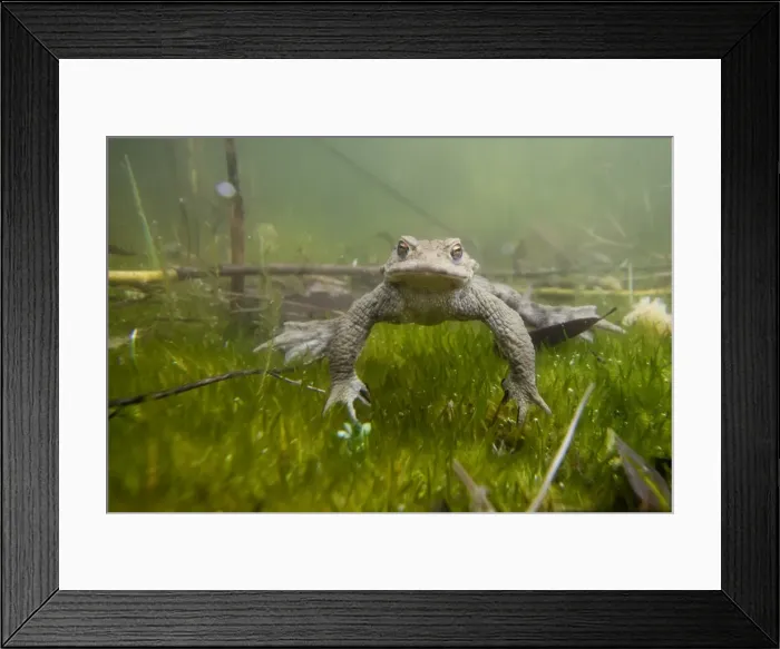 Framed Print : Common Toad -Bufo bufo- under water, Southern Germany, Germany