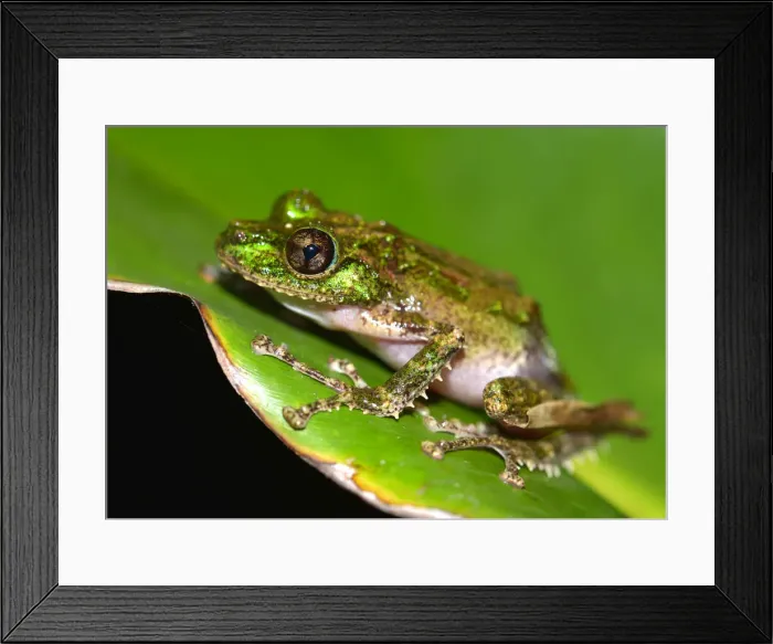 Framed Print : Mossy Yellow Green Frog -Spinomantis aglavei-, Voimana, ostliches Hochland, Madagascar Framed Print : Mossy Yellow Green Frog -Spinomantis aglavei-, Voimana, ostliches Hochland, Madagascar