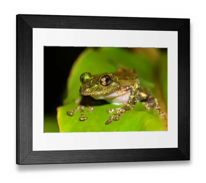 Framed Print : Mossy Yellow Green Frog -Spinomantis aglavei-, Voimana, Ost-Madagaskar, Madagascar Framed Print : Mossy Yellow Green Frog -Spinomantis aglavei-, Voimana, Ost-Madagaskar, Madagascar
