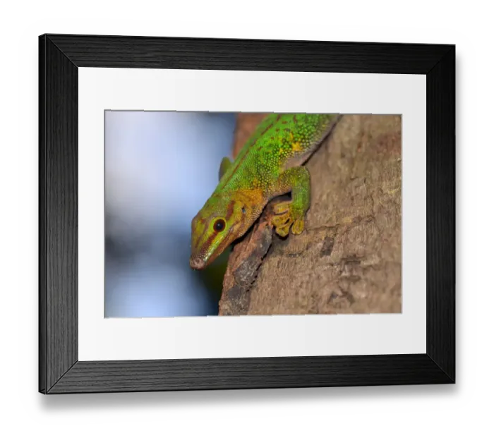 Framed Print : Boehmes Day Gecko -Phelsuma boehmi-, Analamazaotra, Ost-Madagaskar, Madagascar Framed Print : Boehmes Day Gecko -Phelsuma boehmi-, Analamazaotra, Ost-Madagaskar, Madagascar