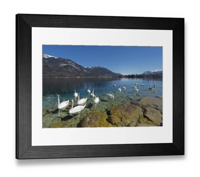 Framed Print : Mute Swans -Cygnus olor-, Lake Wolfgang, near St. Gilgen, Salzkammergut, Salzburg State, Austria Framed Print : Mute Swans -Cygnus olor-, Lake Wolfgang, near St. Gilgen, Salzkammergut, Salzburg State, Austria