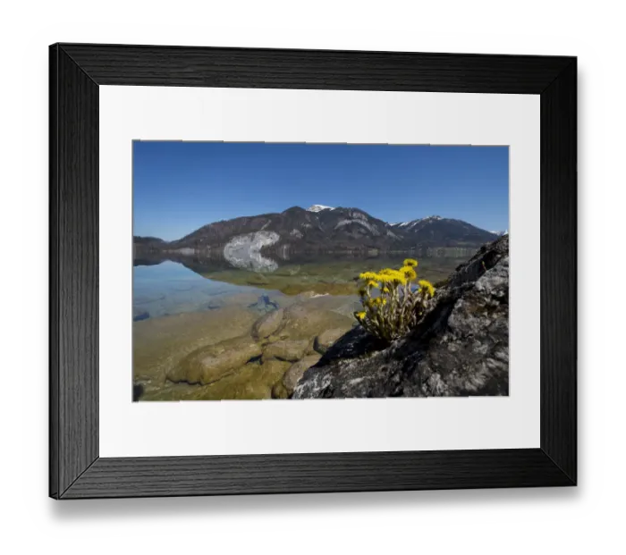 Framed Print : Lake Wolfgang with a reflection of the surrounding mountains, near St. Gilgen, Salzkammergut, Salzburger Land, Oberosterreich, Austria