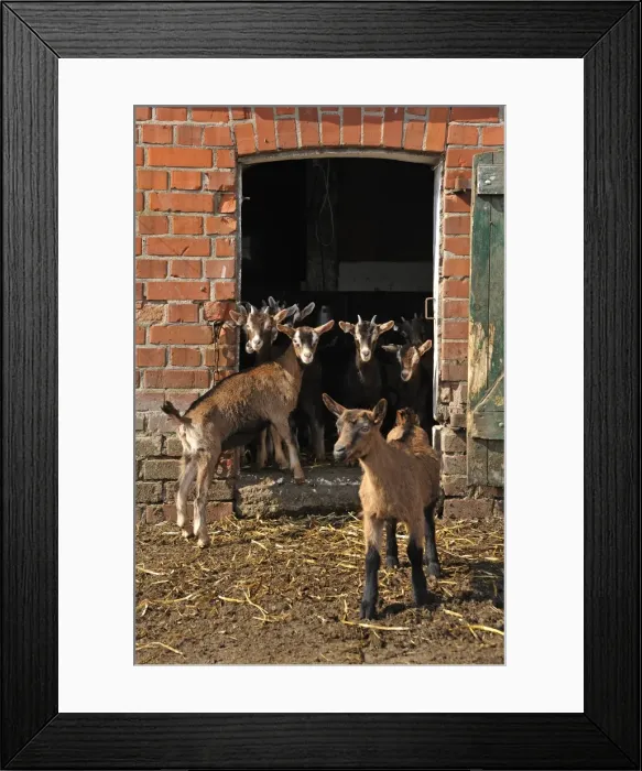 Framed Print : Goatlings or kids standing at the barn door on an organic farm, Othenstorf, Mecklenburg-Western Pomerania, Germany